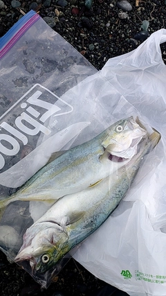 ワカシの釣果