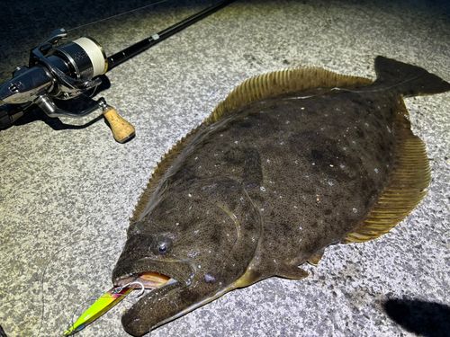 ヒラメの釣果