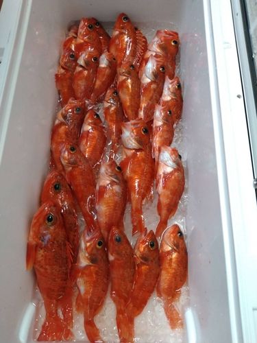 ユメカサゴの釣果