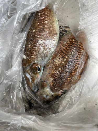 コウイカの釣果