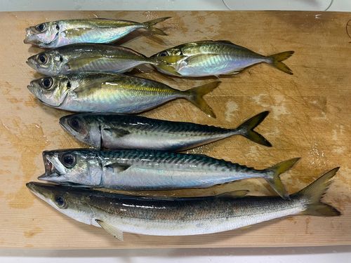 アジの釣果