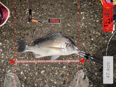 クロダイの釣果