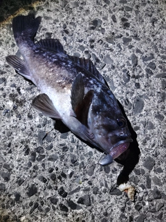 クロソイの釣果