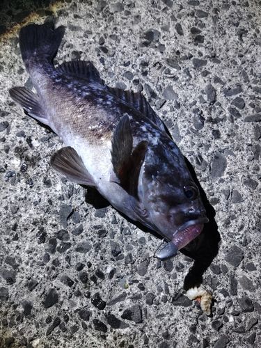 クロソイの釣果