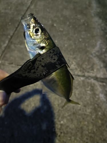 マアジの釣果