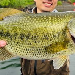 ラージマウスバス