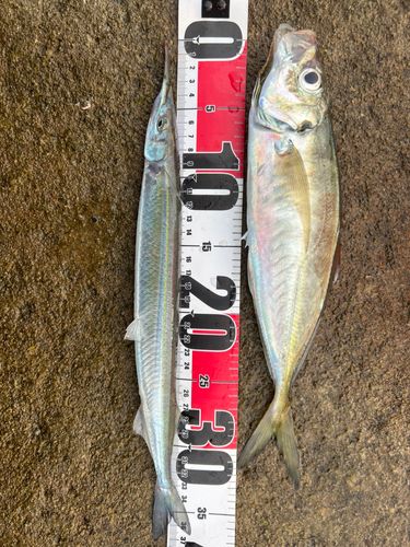 アジの釣果