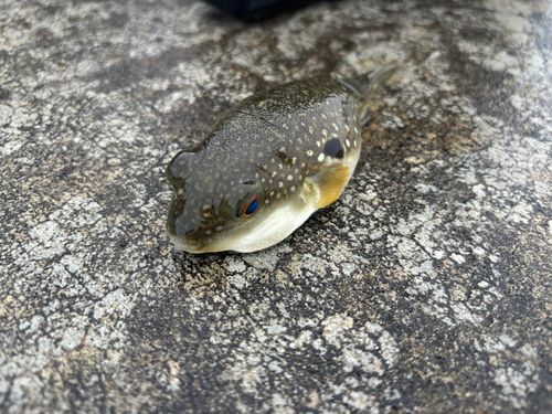 フグの釣果
