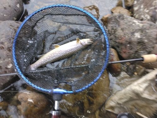 ニッコウイワナの釣果