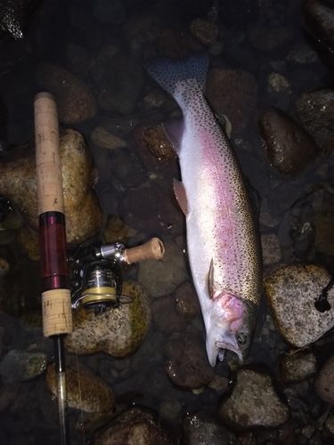 ニジマスの釣果