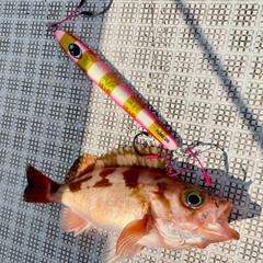 オキメバルの釣果