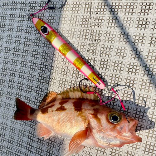 オキメバルの釣果