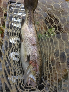 ニジマスの釣果