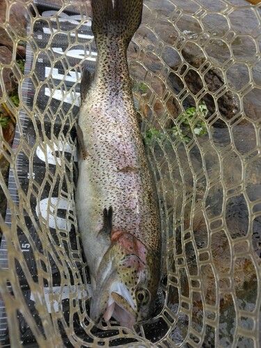 ニジマスの釣果