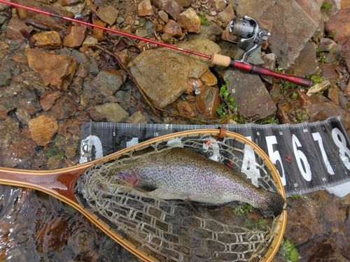 ニジマスの釣果