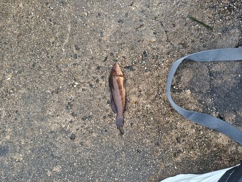 アイナメの釣果