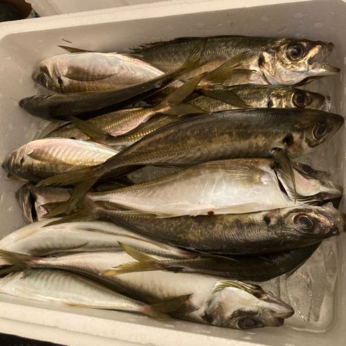 マアジの釣果