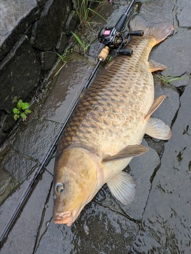 コイの釣果