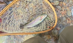 ニジマスの釣果