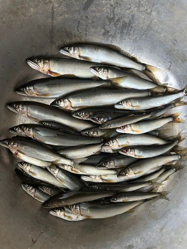 アユの釣果
