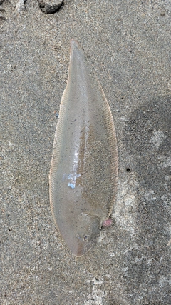 マゴチの釣果