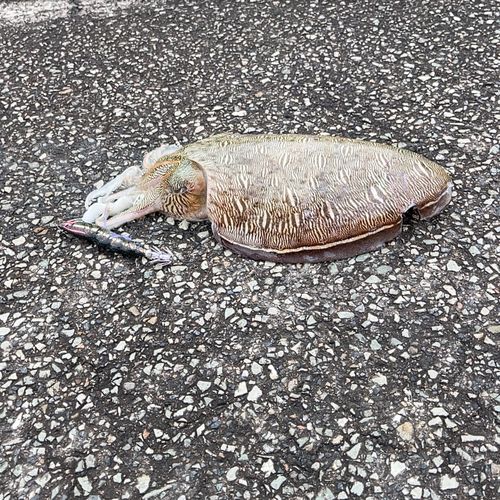 コウイカの釣果