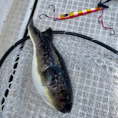 マフグの釣果
