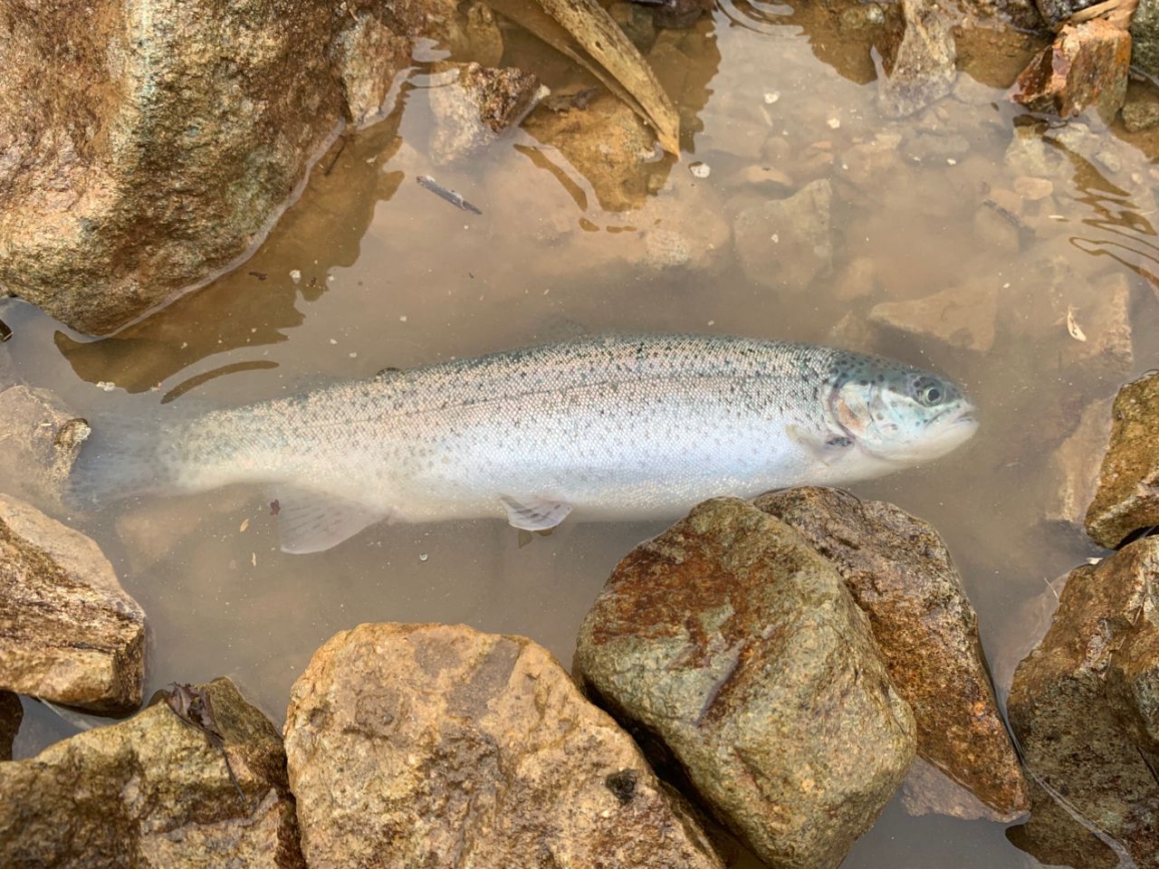 レインボートラウト