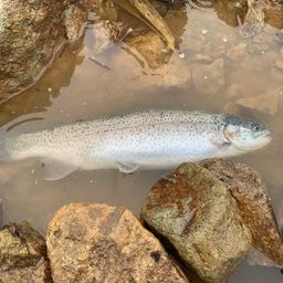 レインボートラウト