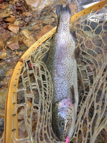 ニジマスの釣果