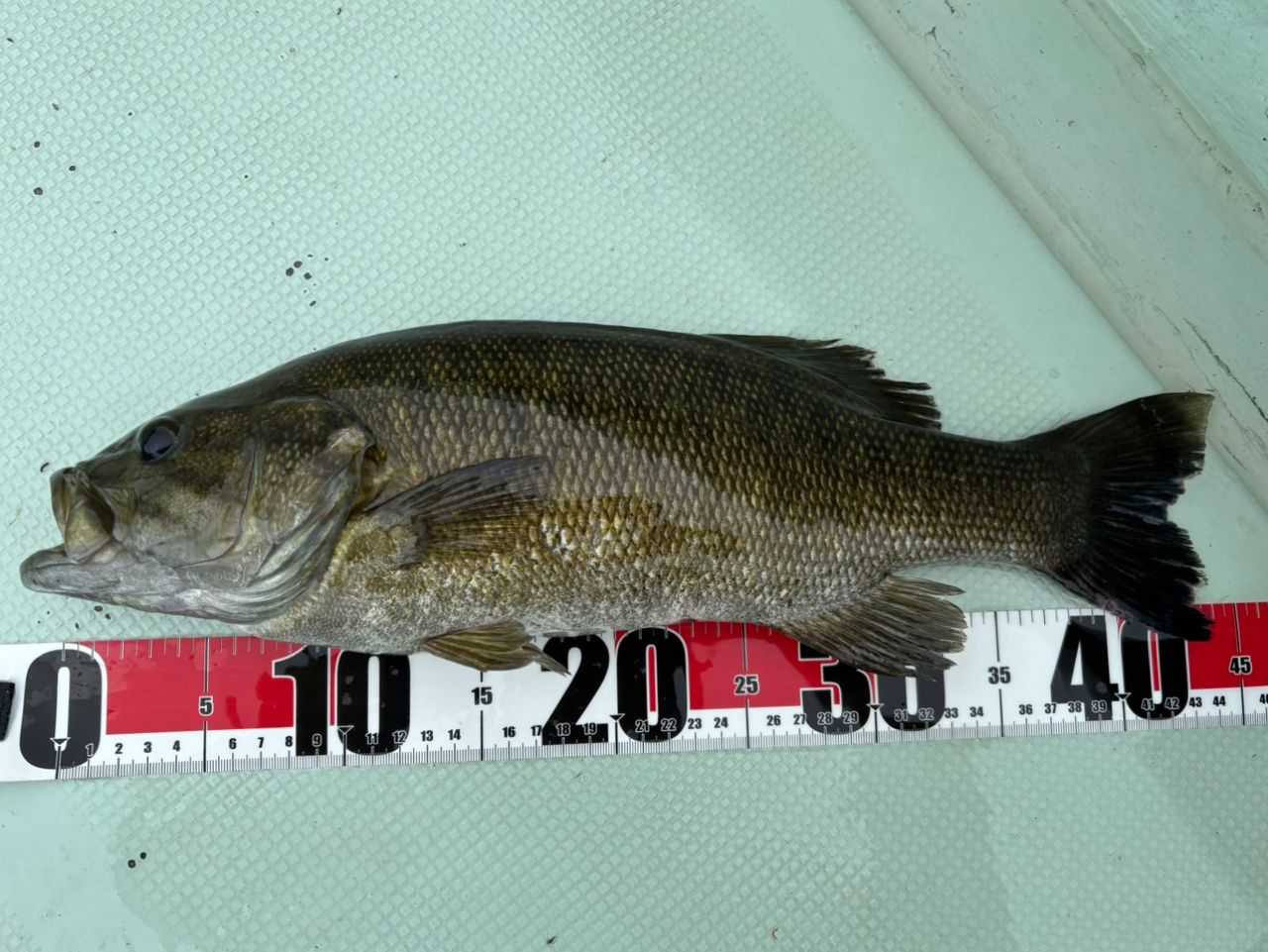 スモールマウスバス