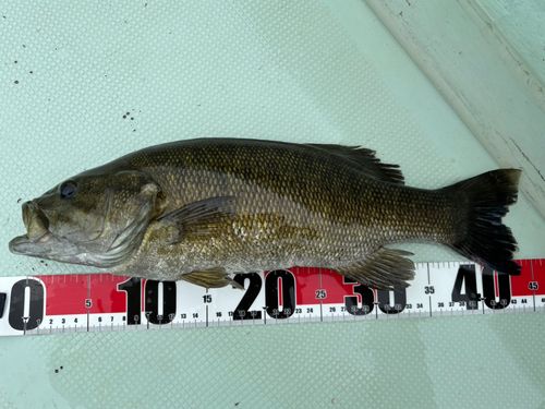 スモールマウスバスの釣果
