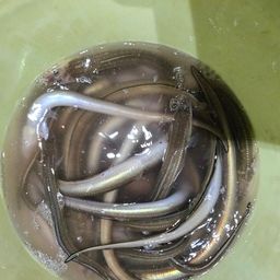アナゴ