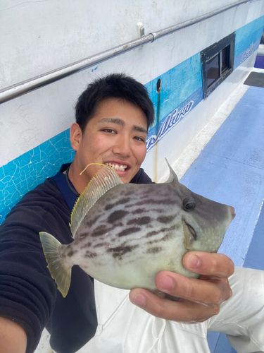 カワハギの釣果