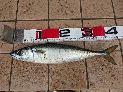サバの釣果