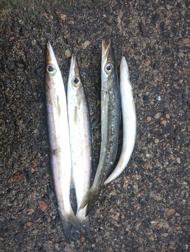 アカカマスの釣果