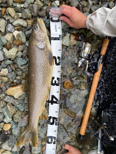 レイクトラウトの釣果