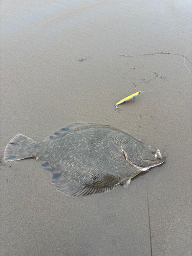 カレイの釣果