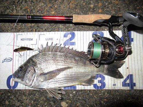 クロダイの釣果