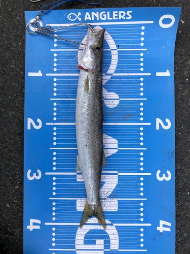 カマスの釣果