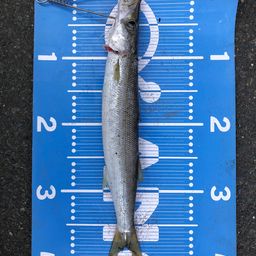 カマス