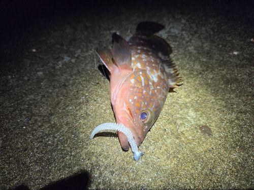 キジハタの釣果