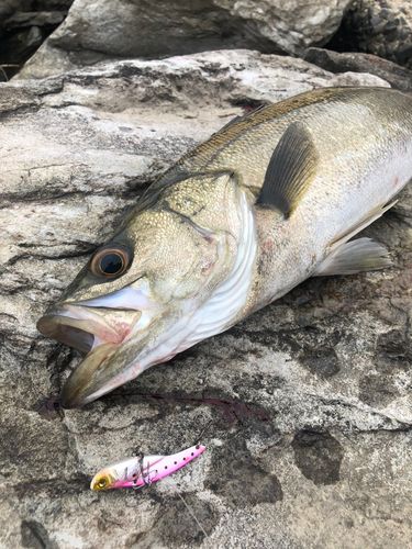 宍道湖　中海シーバス完全ガイド　入手困難 MAN_VS_FISH 宍道湖・中海シーバス編2024.6〜7 | 地方烈伝
