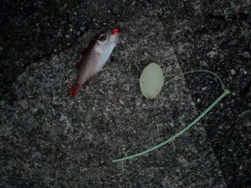ネンブツダイの釣果