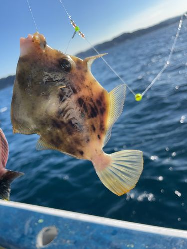 カワハギの釣果