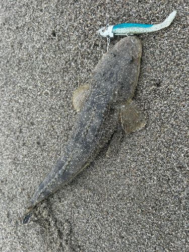 マゴチの釣果