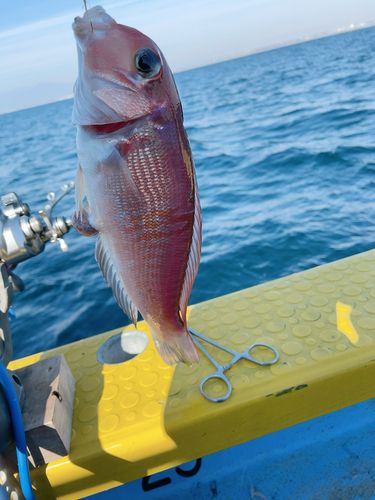 アカアマダイの釣果
