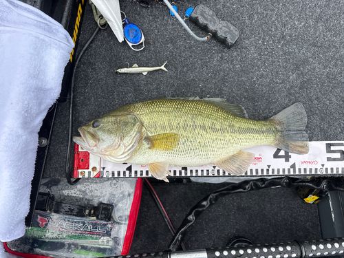 ブラックバスの釣果