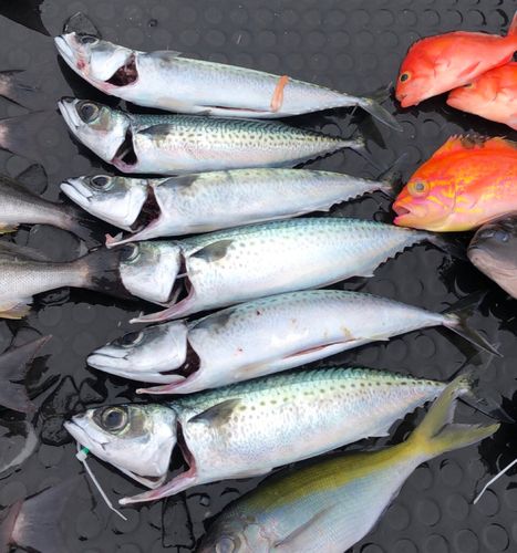 ゴマサバの釣果