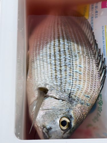 ヘダイの釣果